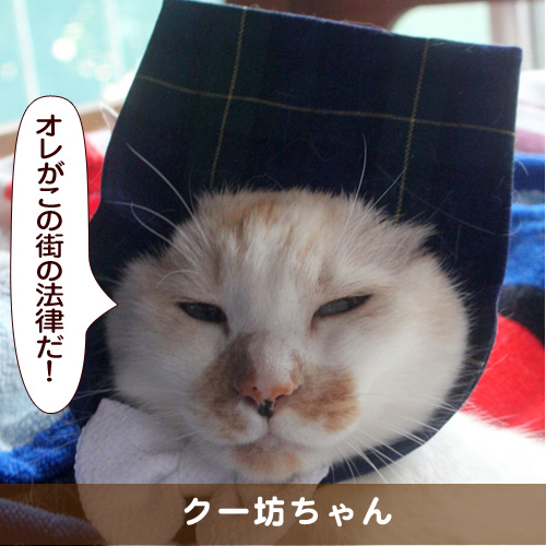 20161120_touko.jpg