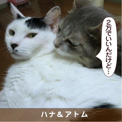 20161125_touko.jpg