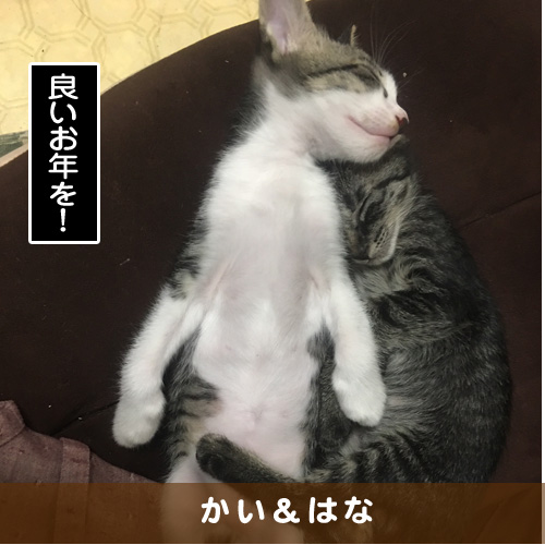 20161231_touko.jpg