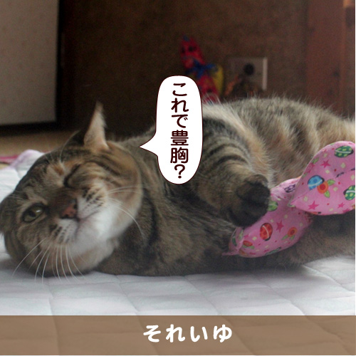 20170203_touko.jpg