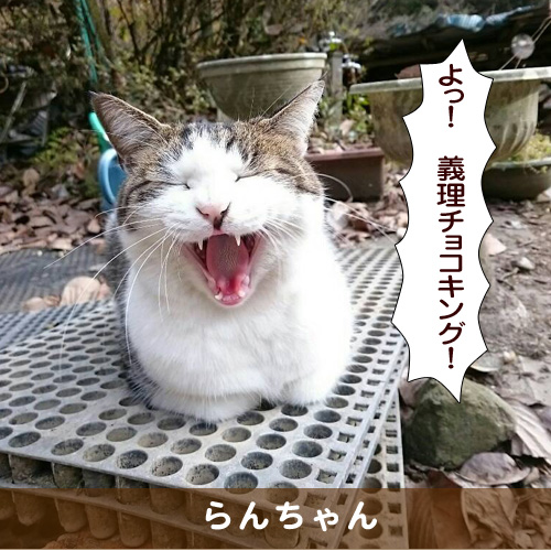 20170214_touko.jpg