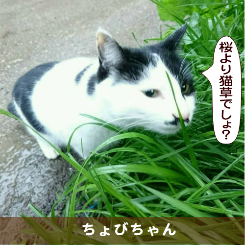 20170406_touko.jpg