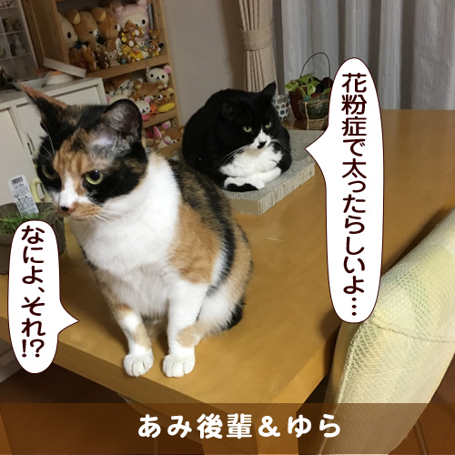 20170417_touko.jpg