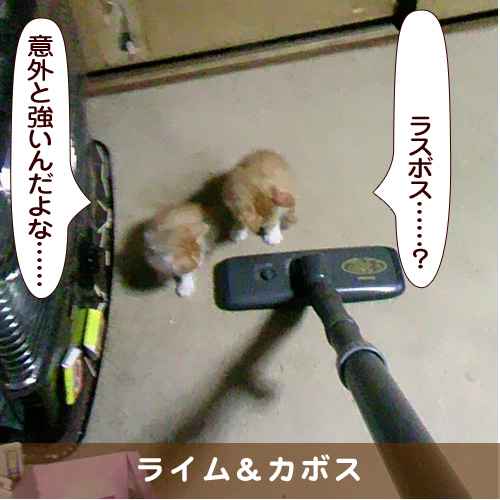 20170605_touko.jpg