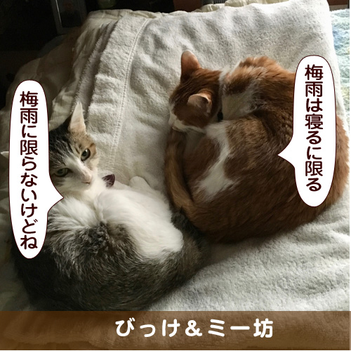 20170626_touko.jpg