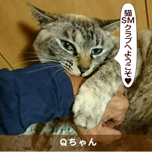 20170711_touko.jpg