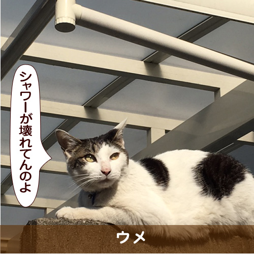 20170714_touko.jpg