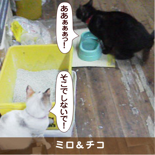 20170725_touko.jpg