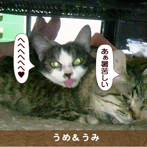 20170728_touko.jpg