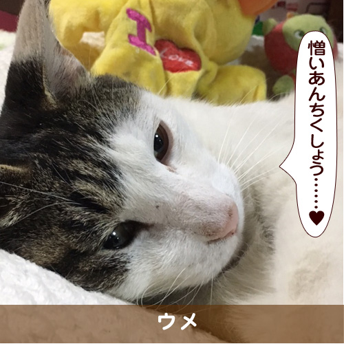 20170810_touko.jpg