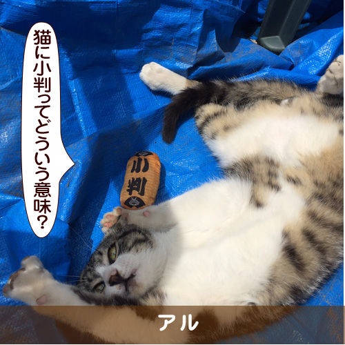 20170811_touko.jpg