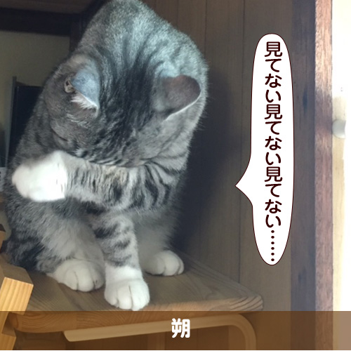 20170817_touko.jpg