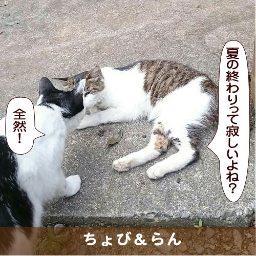 20170828_touko.jpg