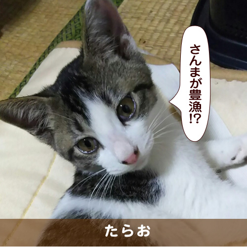 20170904_touko.jpg