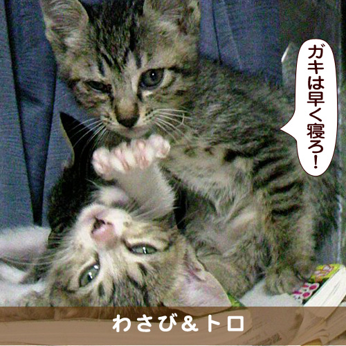 20170922_touko.jpg