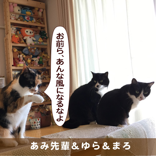 20170926_touko.jpg