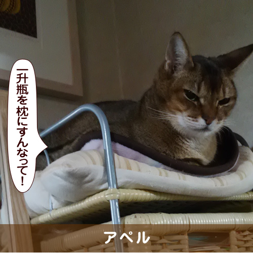 20180204_touko.jpg