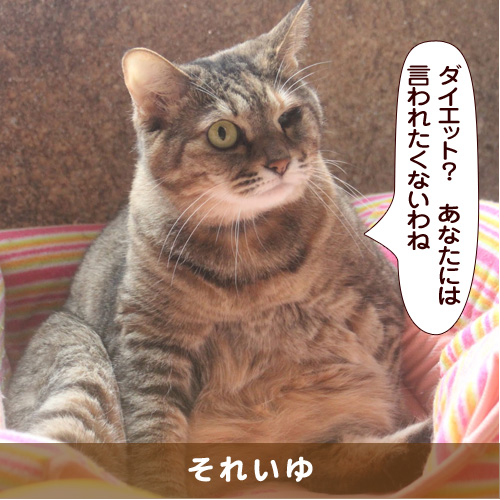 20180206_touko.jpg
