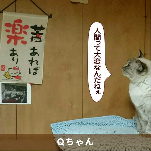 20180207_touko.jpg