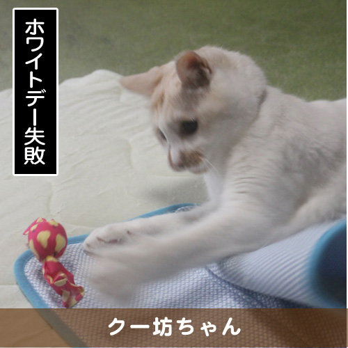 20180314_touko.jpg