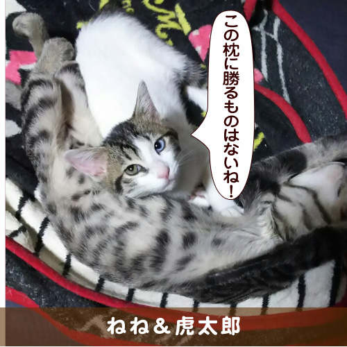 20180324_touko.jpg