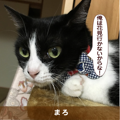 20180402_touko.jpg