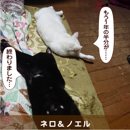 20180630_touko.jpg