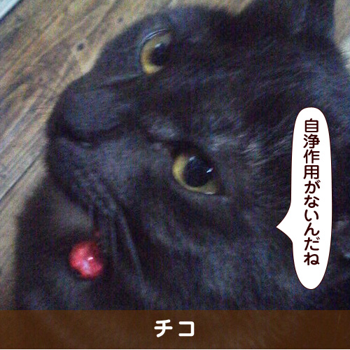 20180804_touko.jpg