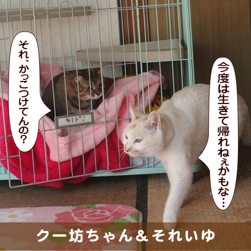 20180821_touko.jpg