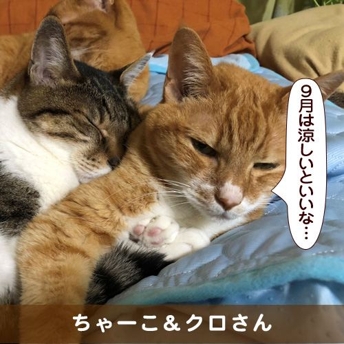 20180831_touko.jpg