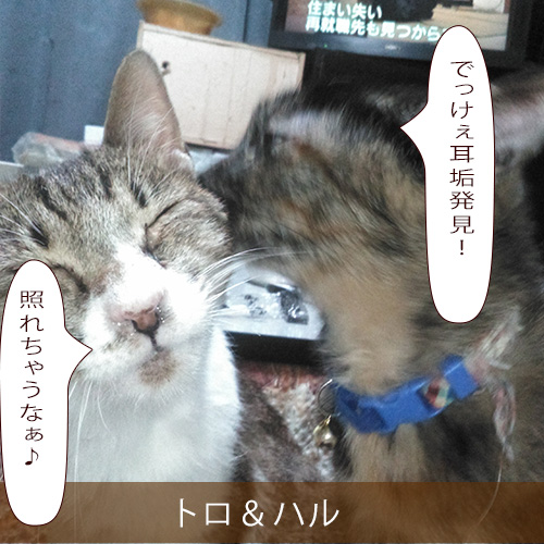 20220404_touko.jpg