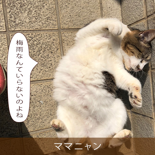 20220621_touko.jpg