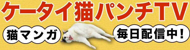ｹｰﾀｲ猫ﾊﾟﾝﾁTV