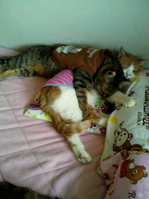!cid_01_121102_114956__940N@softbank_ne.jpg