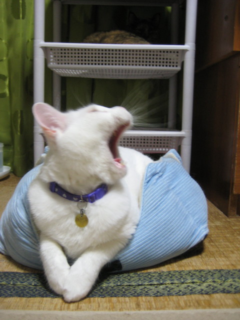 !cid_A41F7D3D-1A.jpg