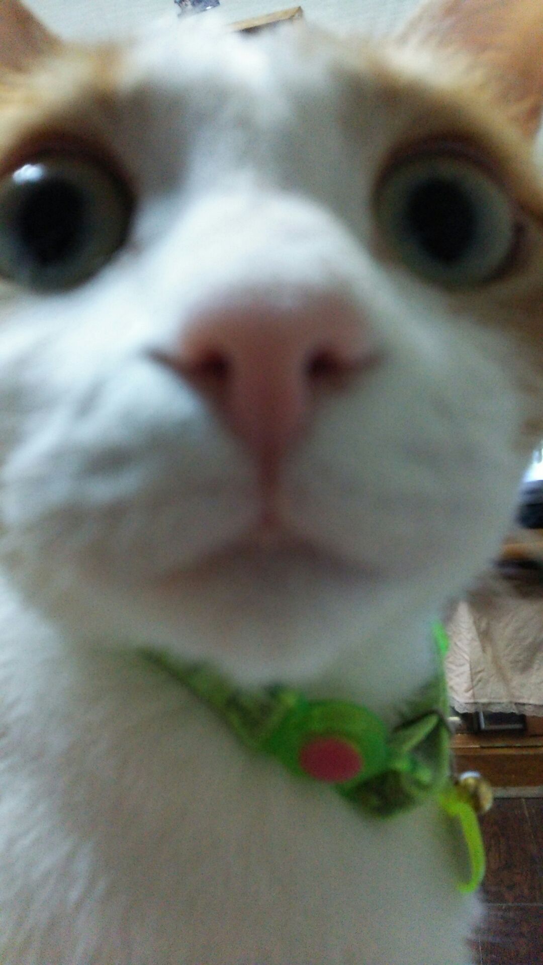1439123631342.jpg