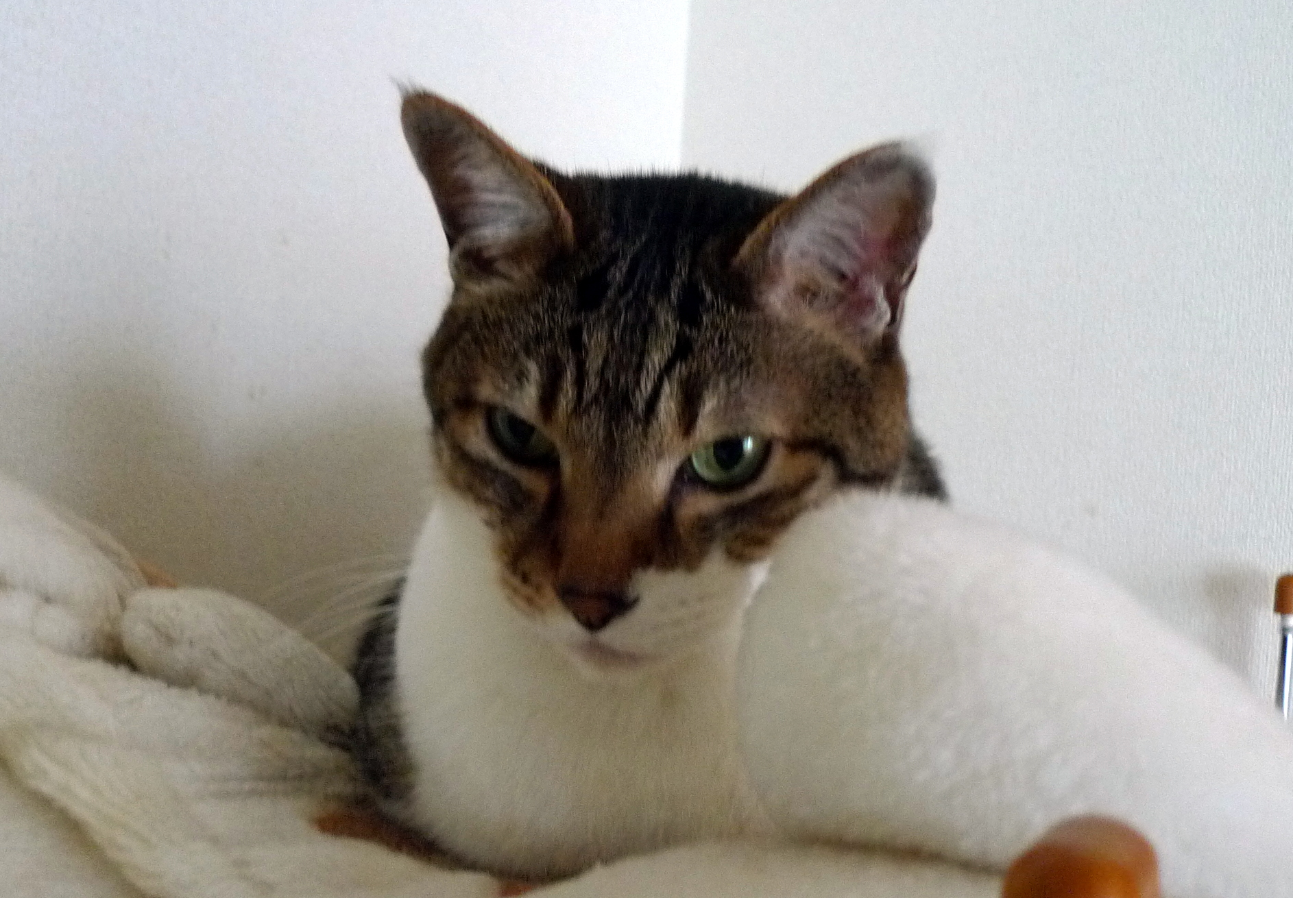 150901_kuro2.jpg