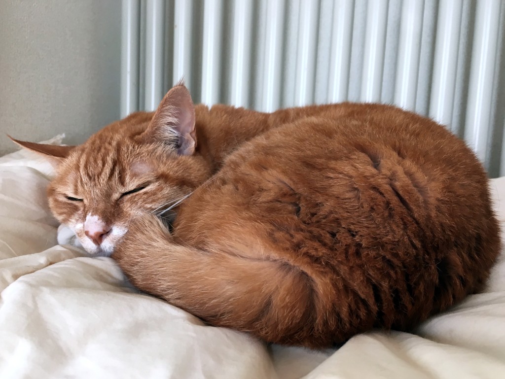 160111_chako.JPG