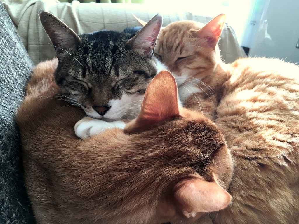 160111_kuro_et_chako.JPG