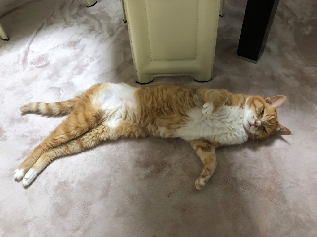 180930_chako.jpg