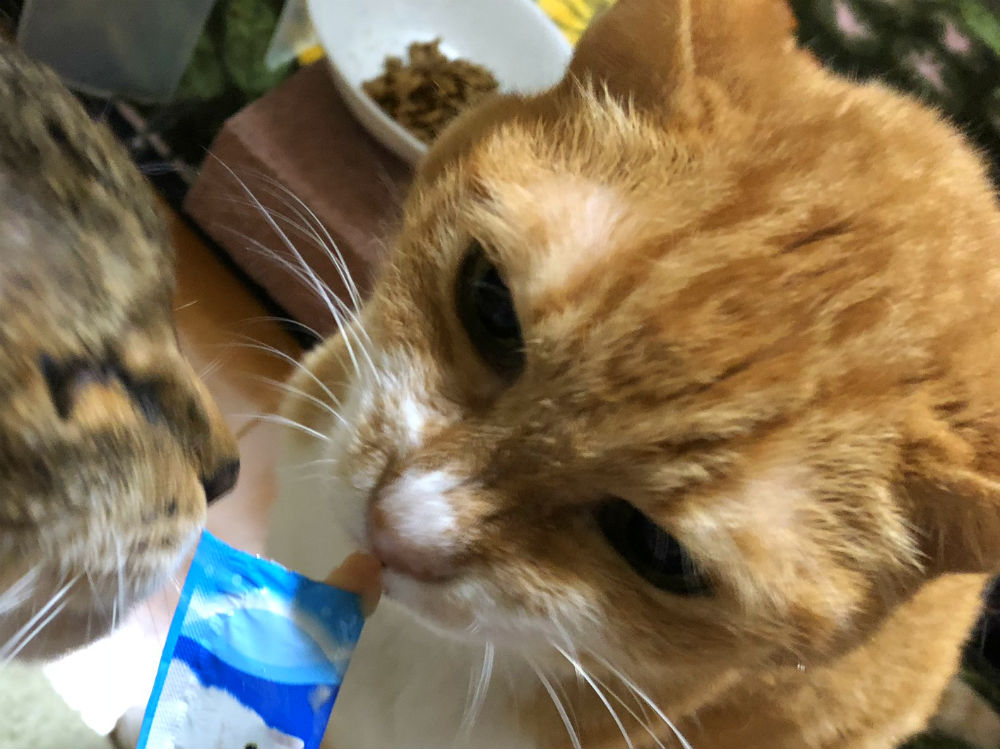 181231-chako.jpg