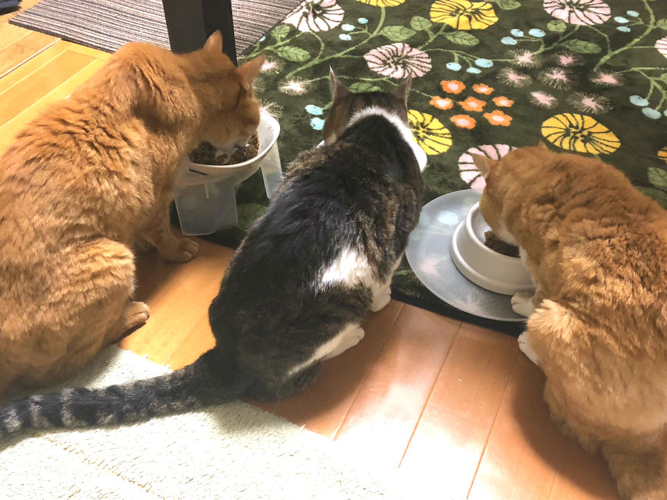 181231-et-kuro-chako.jpg