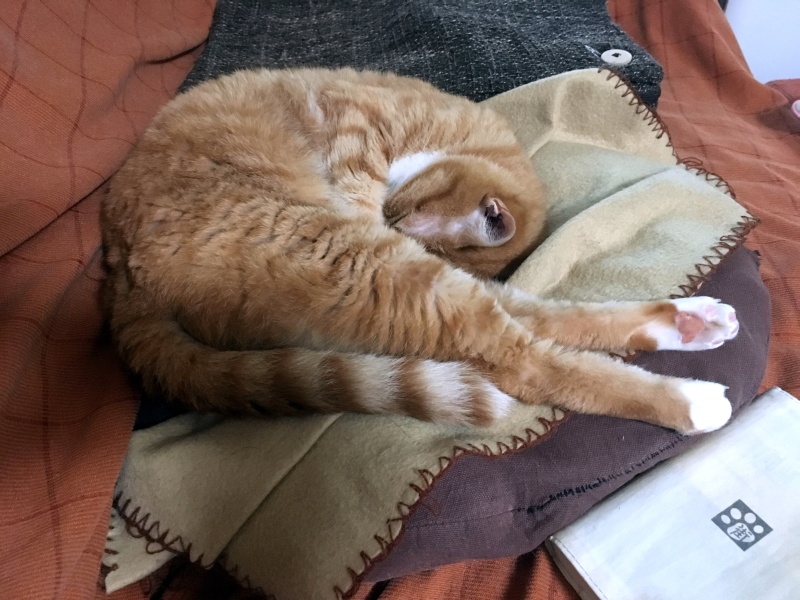 20161231_chako.JPG