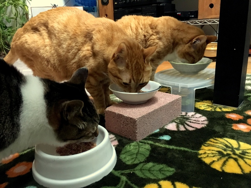 20161231_chako_et_kuro3.jpg