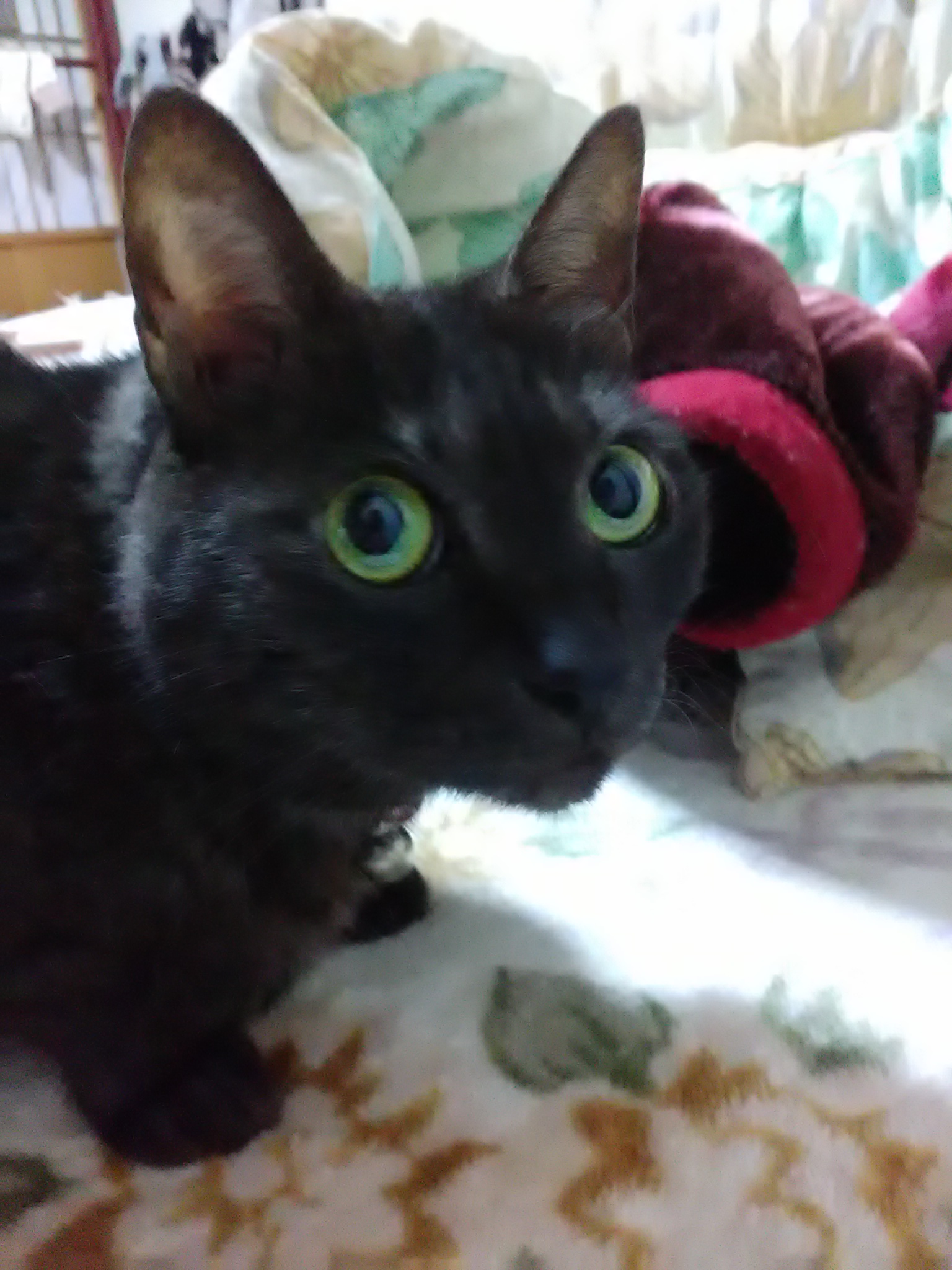 20201206200359iro.jpg