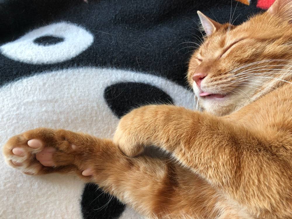20211212_cat_chirorin.jpg