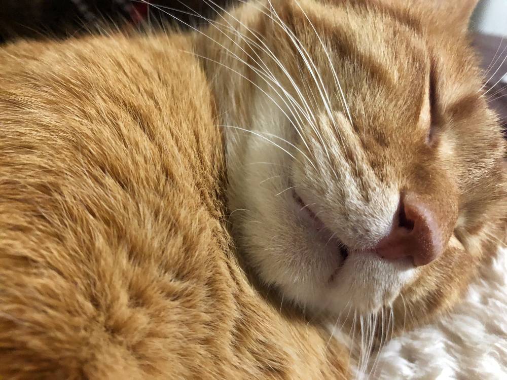 20220207_cat_hime.jpg