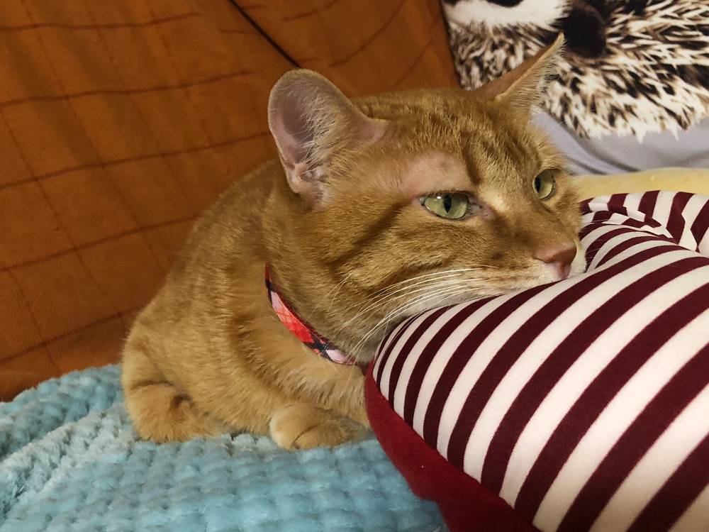 20220314_cat_hime2.jpg