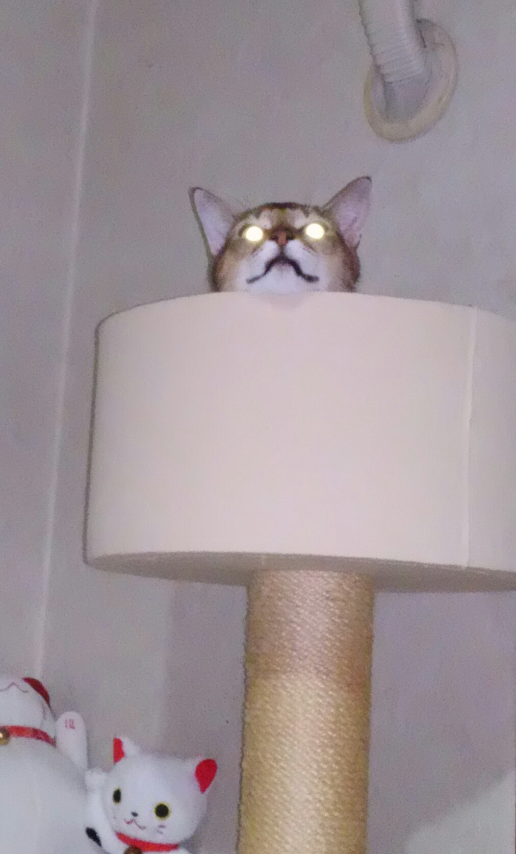 CAFDUQJ0.jpg