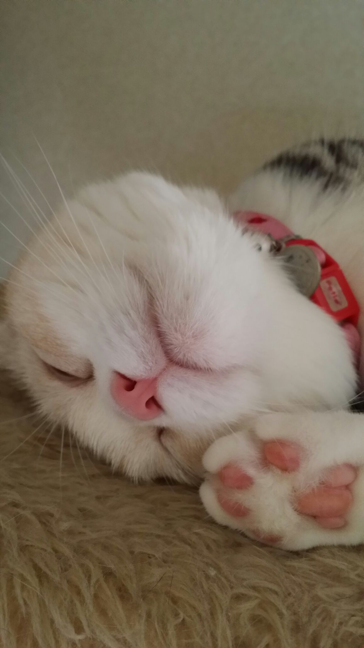 CATM4VQO.jpg